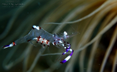 Philippines 2023 - Anilao - DSC06913 Holthuis anemone shrimp crevette nettoyeuse de Holthuis Ancylomenes holthuisi